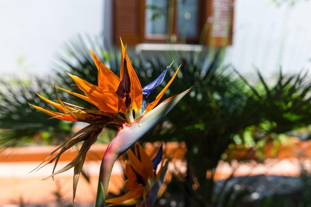 Villa Alma Veli Lošinj Exteriér fotografie