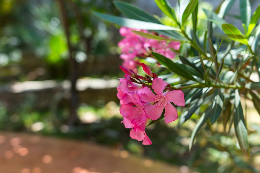 Villa Alma Veli Lošinj Exteriér fotografie